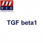 TGF beta1 activé dans le sérum