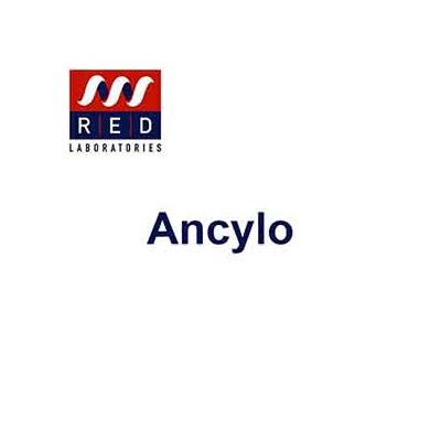 Ancylostoma spp PCR (Ancylo)